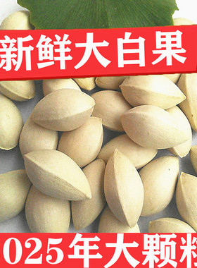 今年新果2025年新鲜老树生大白果银杏果天然1-5斤包邮特大果子