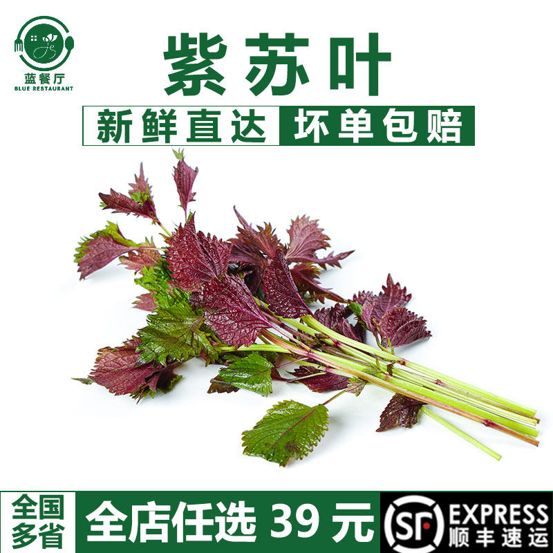紫苏叶新鲜食用香料鱼虾蟹牛蛙等