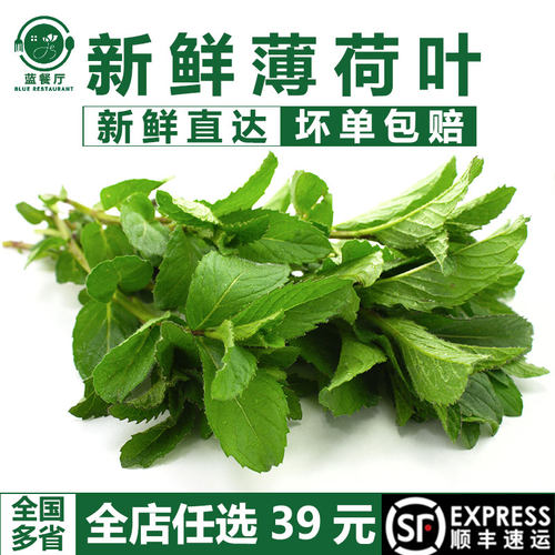 蓝餐厅新鲜薄荷叶茶装饰1500g