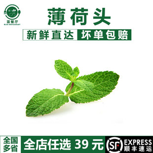 新鲜薄荷头90朵 摆盘花草 莫吉托鸡尾酒装饰调味 烘焙装饰叶子