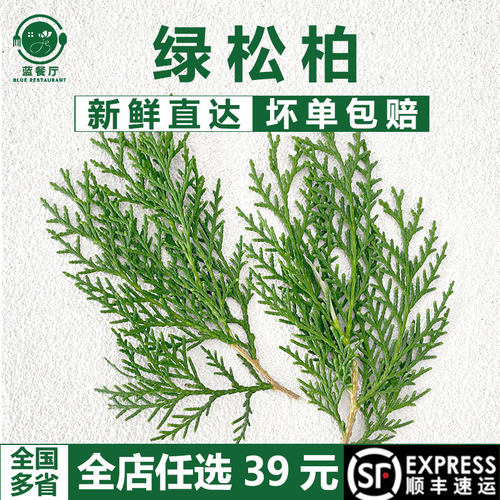 绿松柏新鲜日料刺身摆盘装饰植物