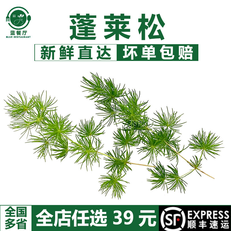 新鲜蓬莱松餐厅摆盘装饰花草
