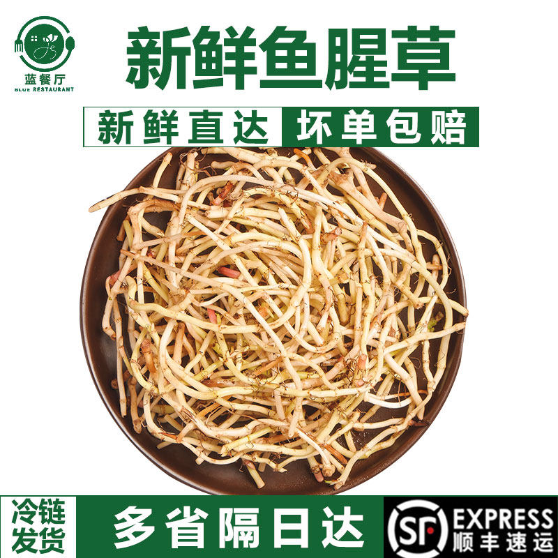 蓝餐厅新鲜嫩鱼腥草根凉拌节节根