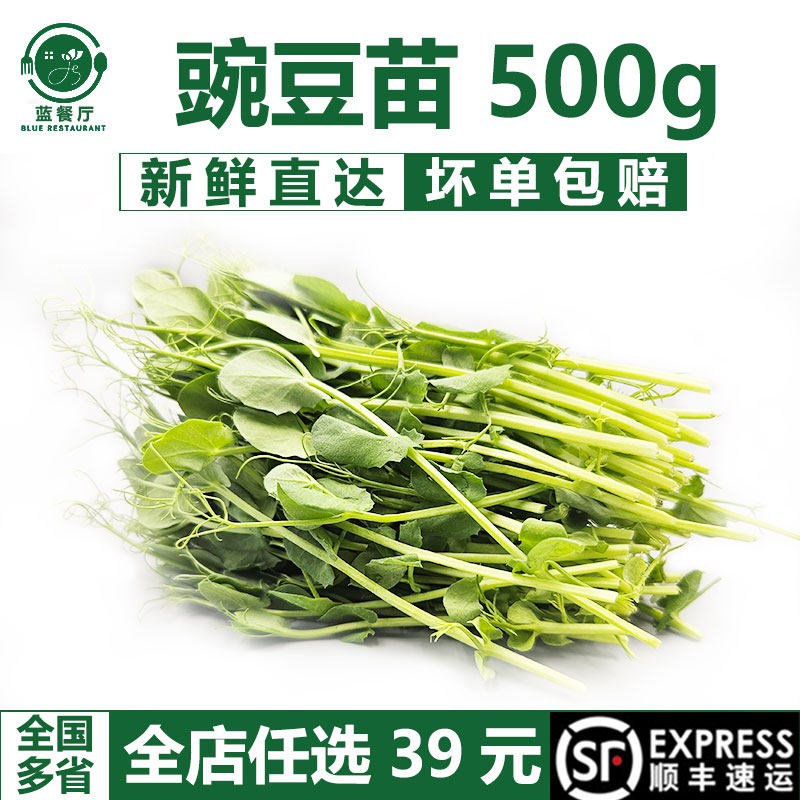 蓝餐厅新鲜豌豆苗500g食用花生苗
