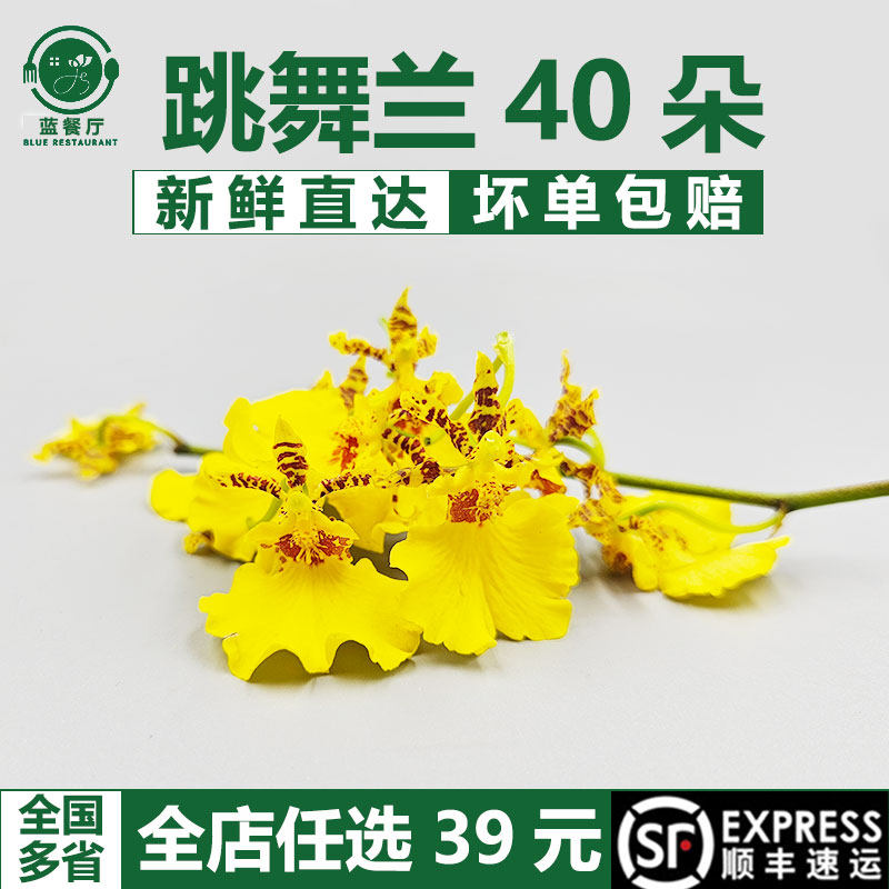 跳舞兰新鲜采摘 文心兰花草金蝶兰可食用花酒店西餐摆盘装饰点缀