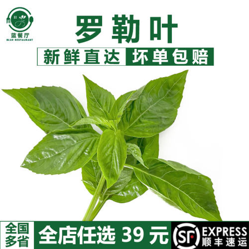 新鲜罗勒叶青酱食材西餐香料