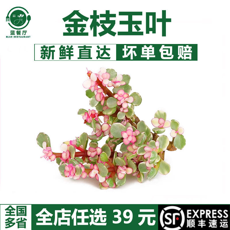 新鲜金枝玉叶 马齿苋雅乐 冷盘冷艺酒店日料西餐摆盘装饰花草点缀