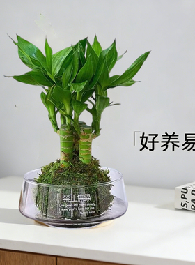 步步高升文昌竹净化空气室内好养绿植绿色植物