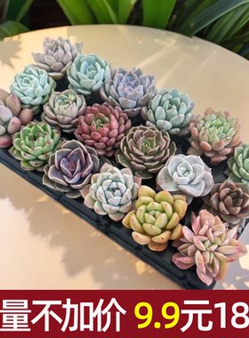18棵多肉植物组合盆栽搭配系列办公室桌面可爱盆栽