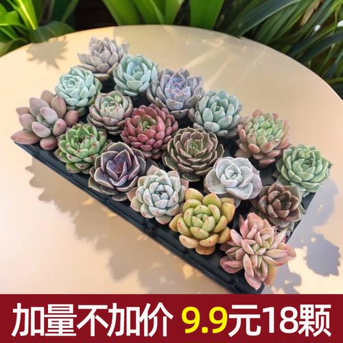 18棵多肉植物组合盆栽搭配系列办公室桌面可爱盆栽