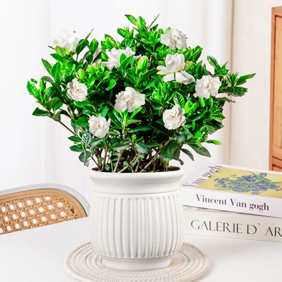 【肖恩专享】栀子花开花植物开花香办公室阳台好养盆栽