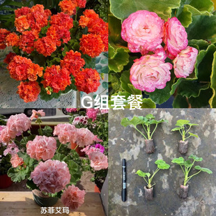 [G组套餐]莫瑞+安娜珍妮特+苏菲艾玛（3颗小苗包对版）