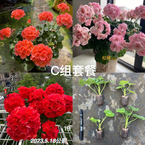 [C组套餐]大山宫+公爵+松蝉（3颗小苗包对版）