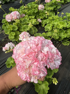 直立重瓣天竺葵苗3颗6颗9颗随机搭配不同品种包对版