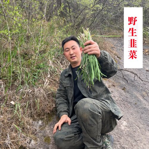 伏牛山悬崖野生韭菜山韭菜新鲜采摘当天发出石韭观音蔬菜大叶韭菜