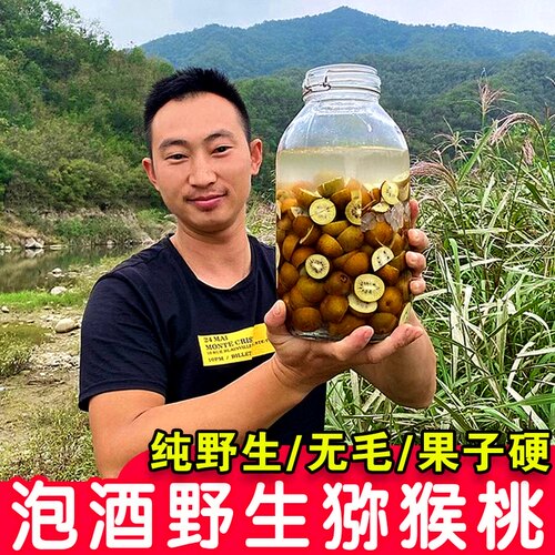 纯野生无毛猕猴桃黄心伏牛山采摘