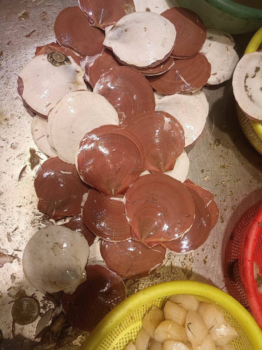 当天现开日月贝纯肉 天然野货 肉质香嫩很好吃拍5份包邮可以拼单