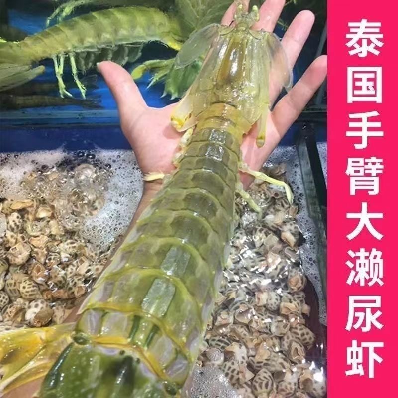 【鲜噜噜】 鲜活速冻泰国富贵虾冰鲜皮皮虾超大虾姑  适合椒盐