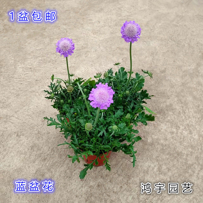 蓝盆花四季开花好养带土发货包邮