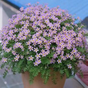 陕西安徽羽叶报春 原生报春 耐寒庭院花园花卉盆栽花苗春冬季开花