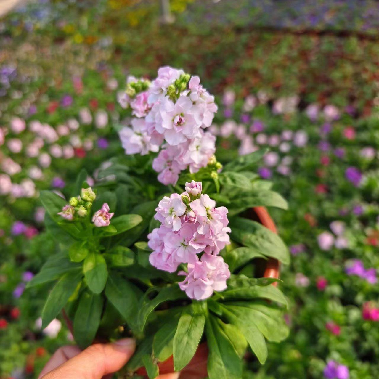 耐寒紫罗兰盆栽 冬季露天花卉 庭院阳台耐半阴芳香花镜植物包邮