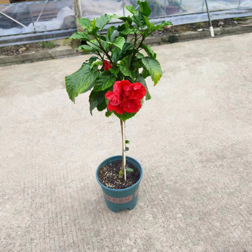 朱槿花盆栽阳台庭院四季开花好养