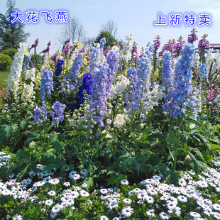 大花飞燕草大花苗盆栽花苗耐寒庭院花园花境地栽室外植物花卉花草