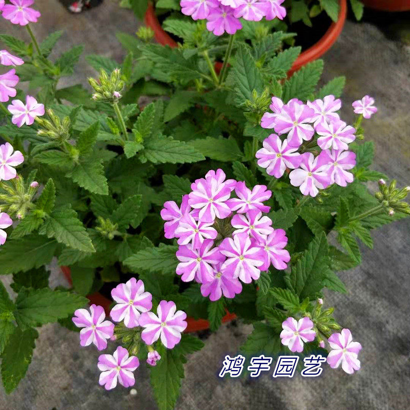 美女樱盆栽带花苞花苗庭院阳台开花植物好养易爆盆多年生花卉包邮