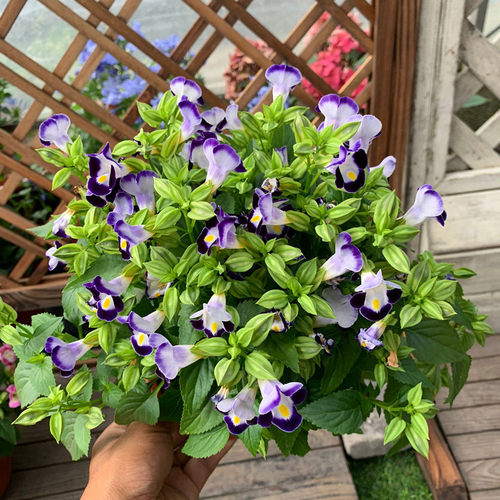 好养夏瑾盆栽阳台庭院夏天开花