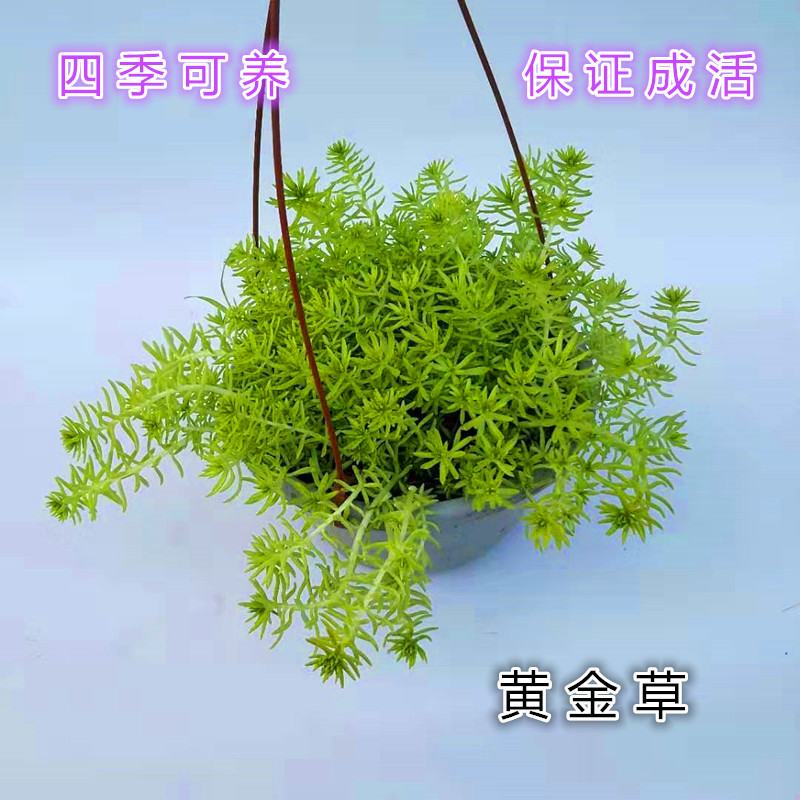 四季易养黄金叶佛甲草花园小盆栽