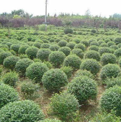 齿叶冬青球盆栽耐寒低维度矮生品种别墅庭院花镜搭配设计球状包邮