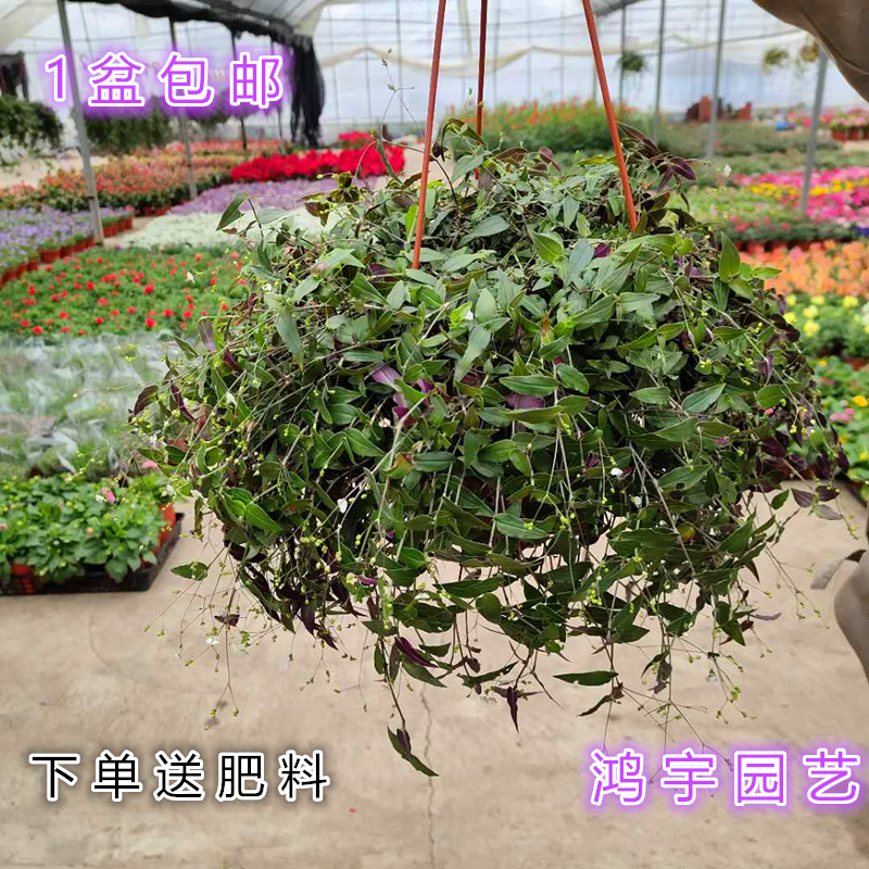 婚纱吊兰盆栽花苗阳台垂吊花卉植物繁星吊兰四季常青观叶绿植包邮