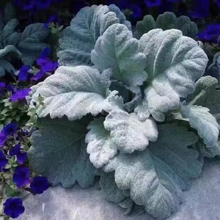 花镜植物银白鼠尾草月神银色叶片观叶耐寒耐冻多年生盆栽好养包邮