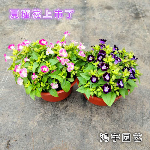 夏瑾盆栽阳台庭院夏季好养包邮