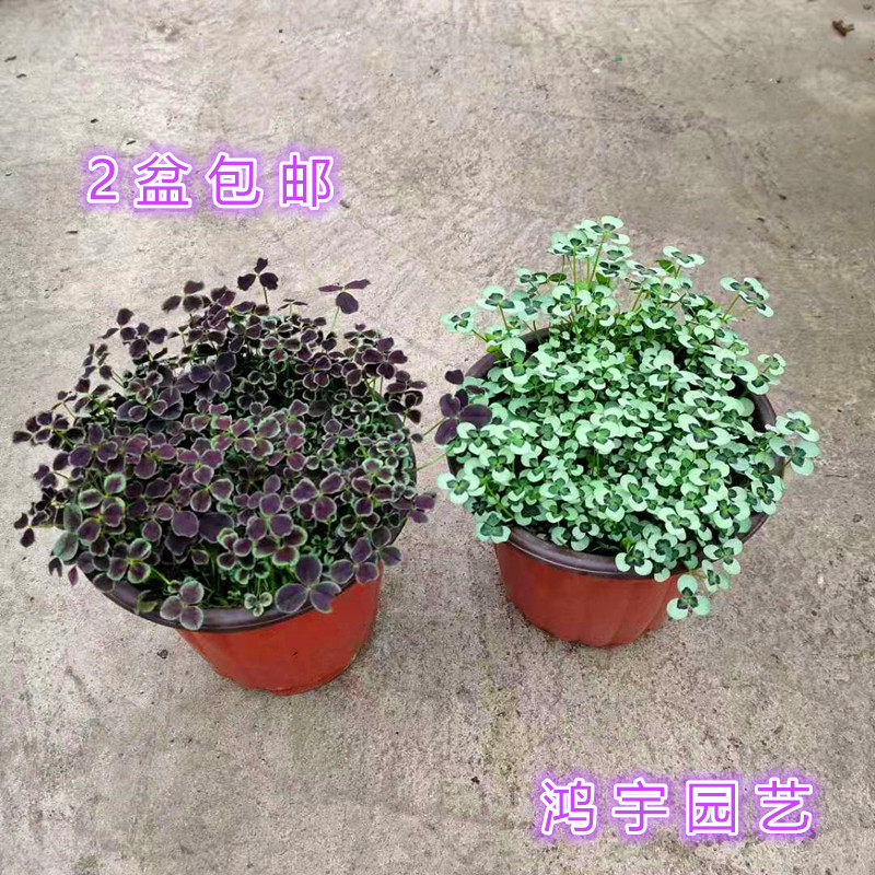 三叶草盆栽绿植 幸运草酢浆草多年生观叶植物四季常青2盆包哟
