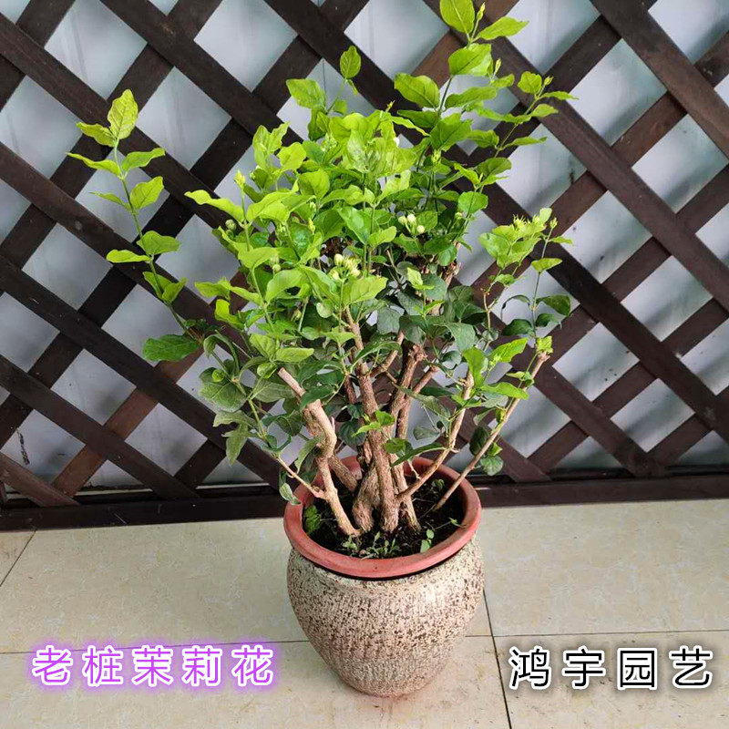 老桩茉莉花盆栽花卉植物阳台庭院四季好养的开花不断带土发货包邮