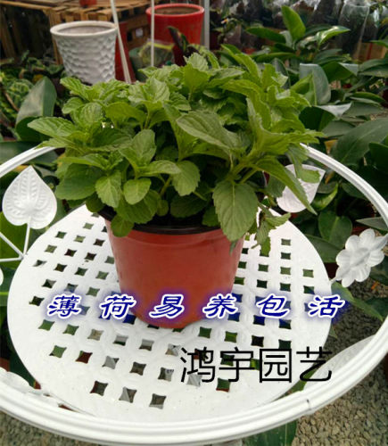 薄荷盆栽室内植物客厅花卉绿植