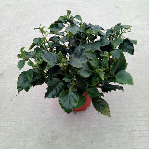 特丽莎花卉吸毒草新房带土植物