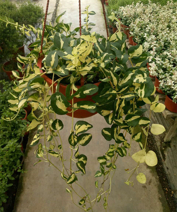 垂吊植物长春藤【黄金花叶蔓盆栽】常春藤吊兰 吸甲醛盆栽 包邮