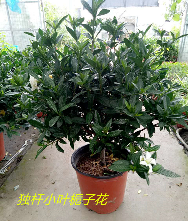 四季独杆小叶栀子花盆栽 满头花苞 多年生木本 棒棒糖树型包邮