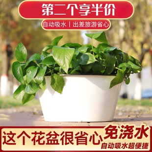 家用室内盆栽绿植圆形树脂塑料水培懒人自动吸水绿萝花盆大种植盆