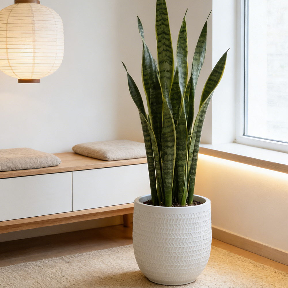 圆口简约风阳台镁泥花盆大号植物种植盆落地花盆室内大口径绿植盆,鲜花速递/花卉仿真/绿植园艺,花盆,淘宝优惠券,粉丝福利购,淘宝优惠卷