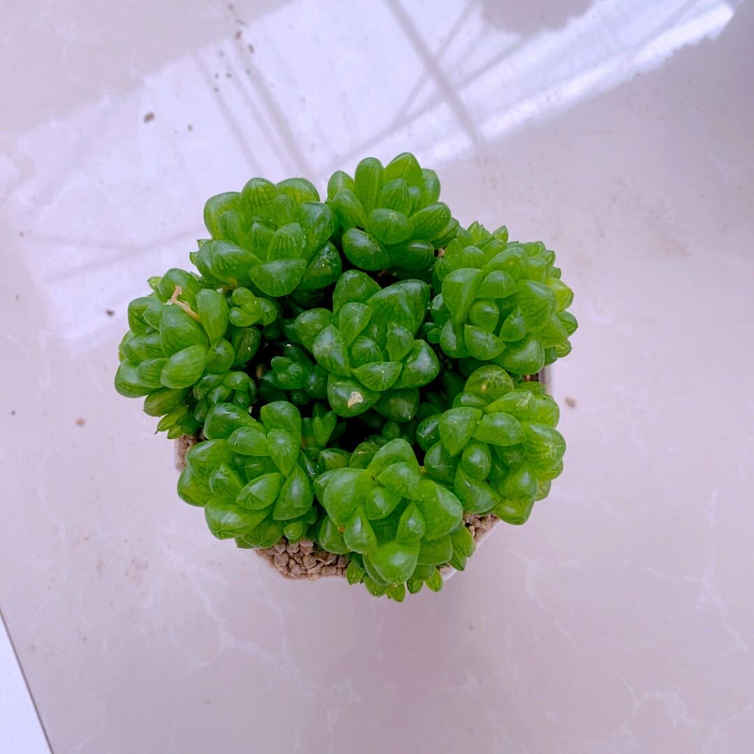 多肉植物水晶玉露草玉露土新手