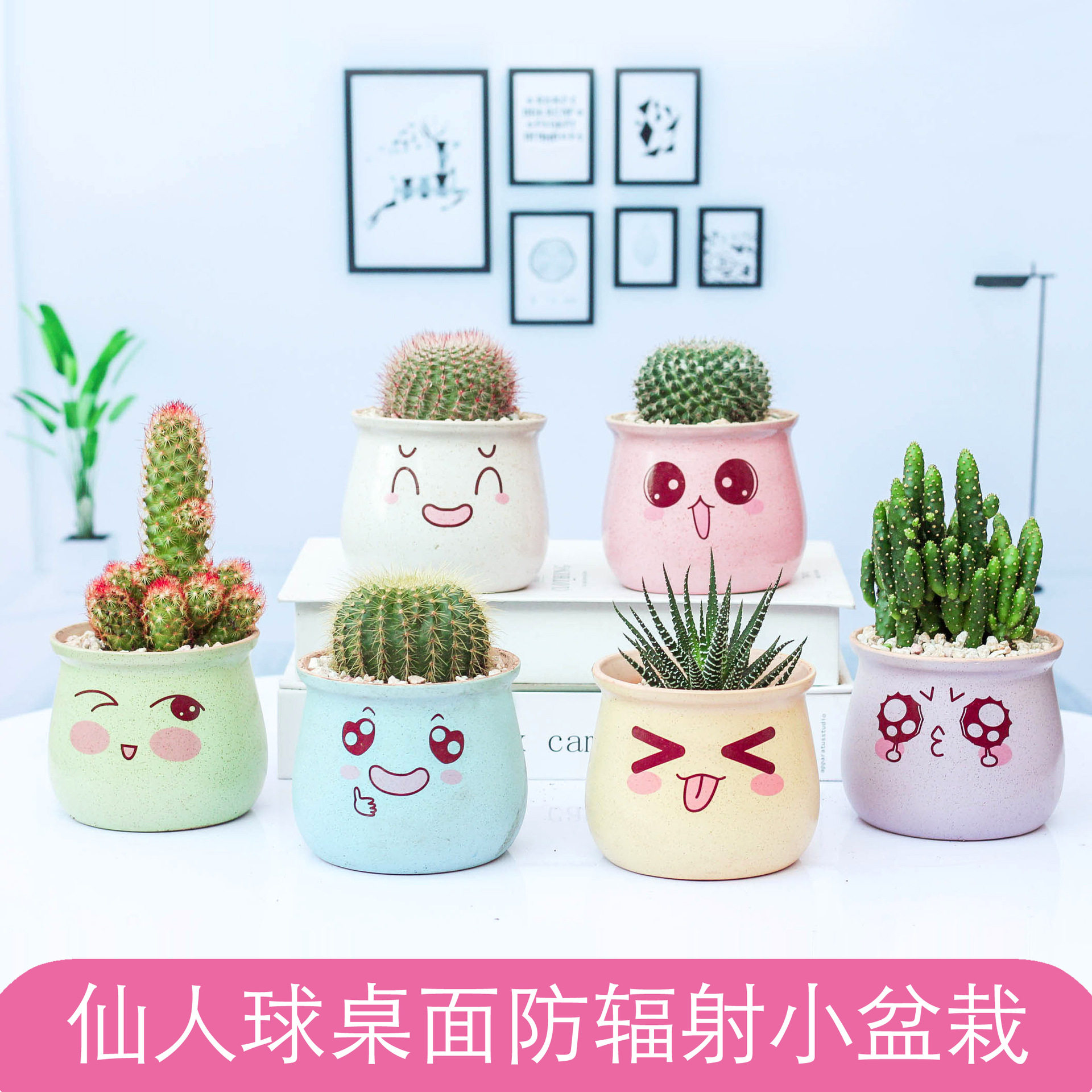 仙人球仙人掌盆栽组合
