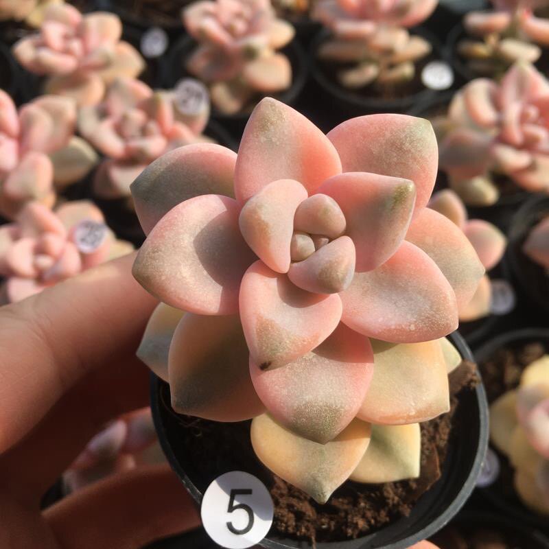 彩色多肉美杏锦多肉植物多肉组合盆栽绿植办公室阳台创意超萌肉肉
