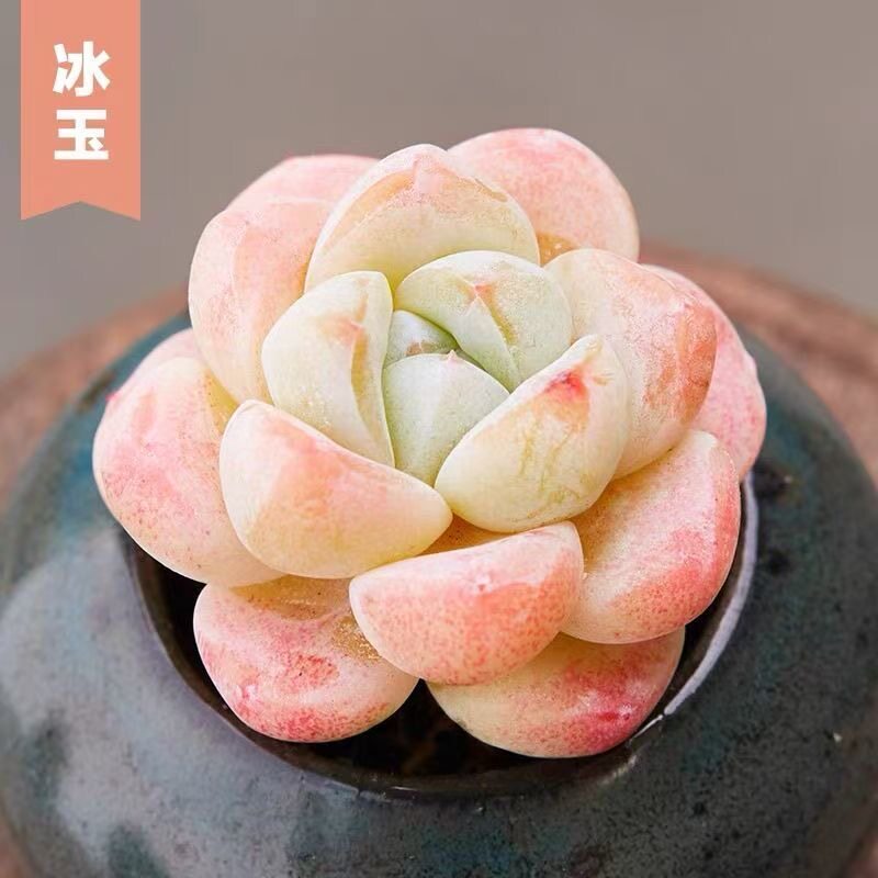 冰玉多肉植物超萌可爱