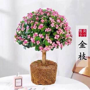 金枝玉叶棒棒糖大老桩多肉植物雅乐之舞防辐射吸甲醛客厅绿植花卉