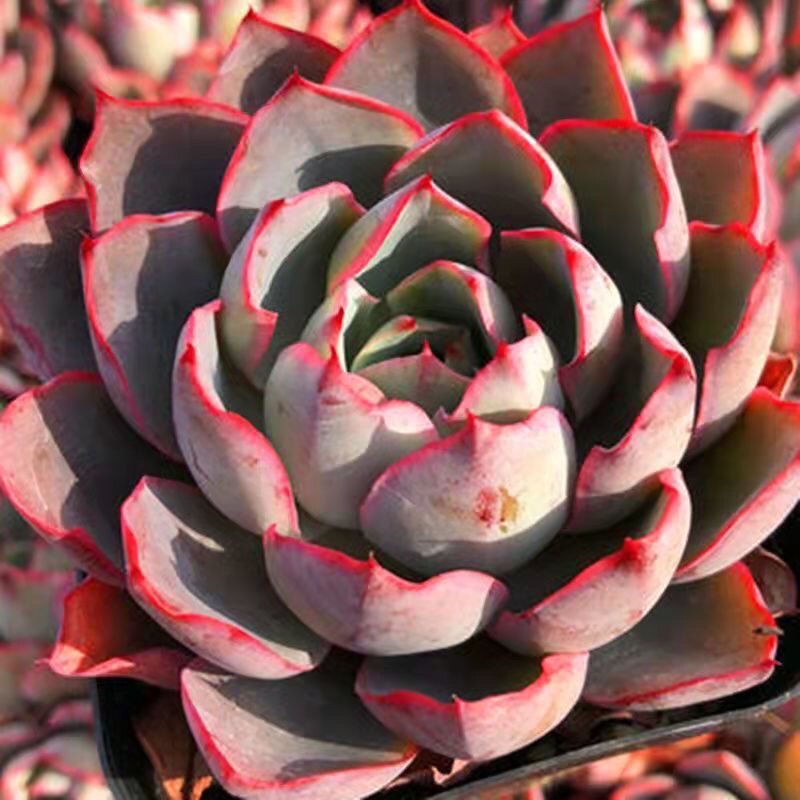 多肉赫拉植物花卉叶系易晚