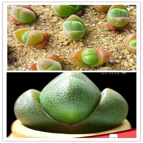 网红多肉绿帝玉 大元宝 多肉植物多肉绿植盆栽番杏科迷你肉肉