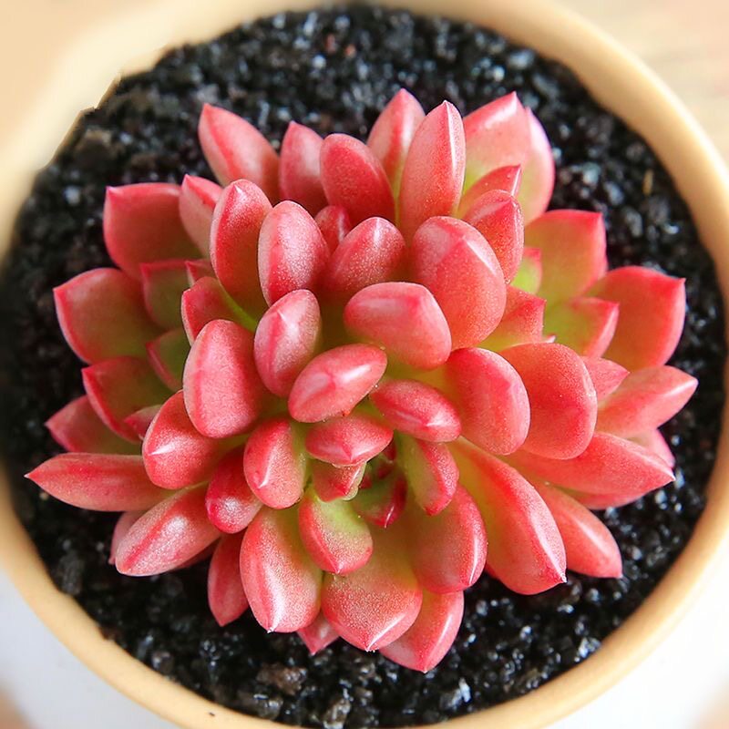 绿植盆栽室内红宝石花卉盆景多肉小多肉组合植物阳台肉肉花多头